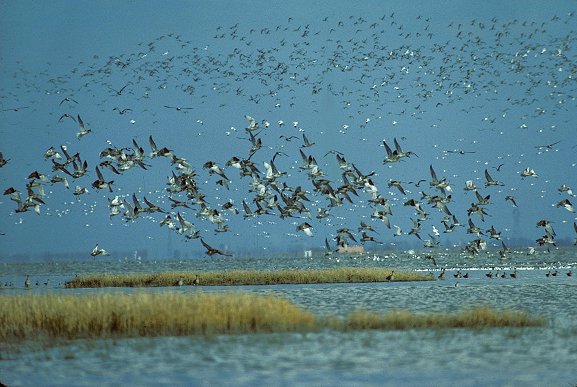 Flux migratoire des oiseaux en baie de l'aiguillon 