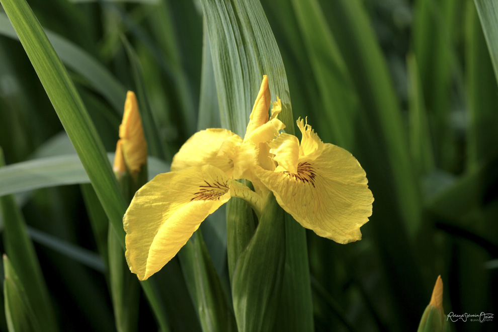Iris jaune plante typique du Marais Poitevin